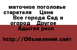 маточное поголовье старателя  › Цена ­ 3 700 - Все города Сад и огород » Другое   . Адыгея респ.